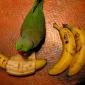 Murderous Parrot