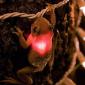 Frog Light