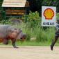 Hippo Chase