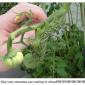 Tomato Garden