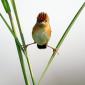 Ninja Bird