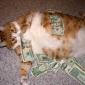 Fat Cat