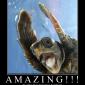 Amazing!!!