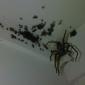 Massive Spider