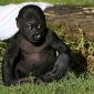 Baby Gorilla