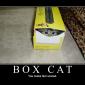 Box Cat