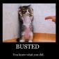 Busted