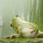 Full Frog