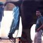 Elephant Inspector