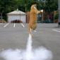 Rocket Cat