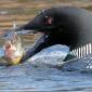 Duck Eating Fish