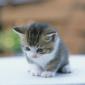 Kitty