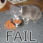 Hungry Cat Fail