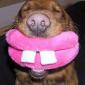 Smiling Dog