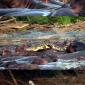 Hippo vs Crocodile