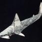 One Dollar Hammer head Shark