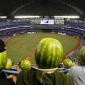 Watermelon Helmets