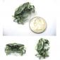 One Dollar Bill Crab