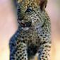 Big Kitty