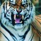 Big Kitty