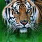 Big Kitty