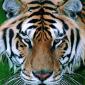 Big Kitty