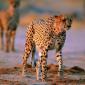 Big Kitty