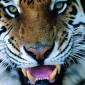 Big Kitty