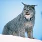 Big Kitty