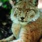 Big Kitty