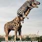 Zebra Giraffe