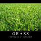 Grass