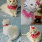 Real Hello Kitty