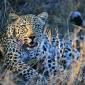Big Kitty