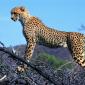 Big Kitty