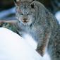 Big Kitty