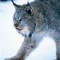 Big Kitty