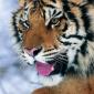 Big Kitty