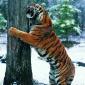 Big Kitty