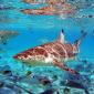Bora Bora Village In The Water