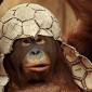 Monkey Inspired Helmet