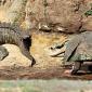 Fooling the crocodile