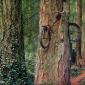 Tree Encasing A Bicycle