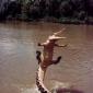 Flying Crocodile