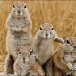 Four Chipmunks Chilling
