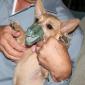 Dog With Dinosaur Mask