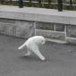 Bi-legged Cat.