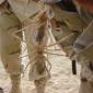Camel Spider