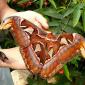 Huge Moth