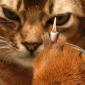 Cat Claw